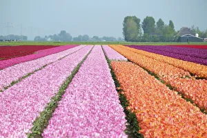 Farbenfrohe Tulpenfelder in der Nähe des Dorfes Ursem, Nordholland, Niederlande