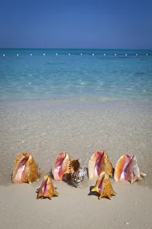 Tropical Island Getaways Drucke: Conch Shells, Cornwall Beach, Montego Bay, Jamaica, Caribbean