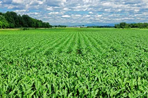 Canadian Agricultural Landscape Drucke: Corn field St. Alexandre, Quebec, Canada