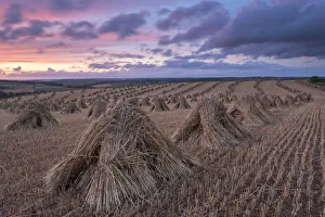 Summer Landscapes In Europe Drucke: Corn stooks for thatching, Devon, England. Summer (July)