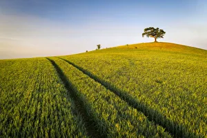 Wiesenfeld und einsamer Hügel mit Baum, Devon, England. Frühjahr (Mai) 2020