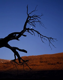 Scottish Wilderness Photography Drucke: Dead tree in Glen Etive