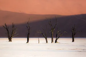 Sunset In Africa Drucke: The dead trees in the Deadvlei at sunset, Namibia