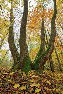 Laubwald - Kiefernbaum im Herbst, Naturschutzgebiet Hainich und UNESCO-Welterbe. Alte Eichenwälder Deutschlands Thüringen. Deutschland