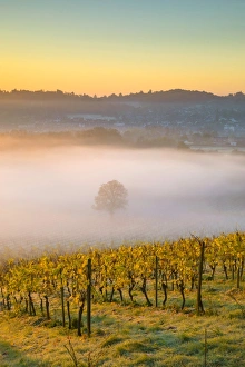 Surrey Drucke: Die Denbies Weinessenschaft (Größter Weinberg in England)