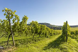Weinkellerei Denbies (Größter Weinberg in England), Nordwandweg, Dorking, Surrey