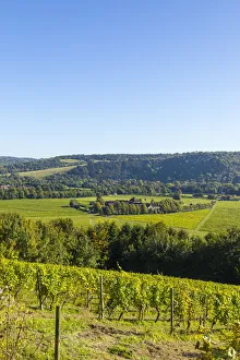 Die Weinessenschaft Denbies (Größter Weinberg in England), Norddunstweg, Dorchester, Surrey