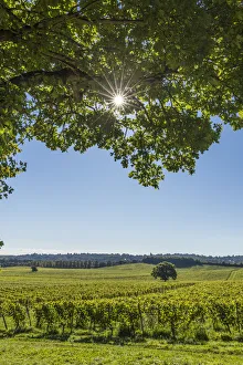 Die Weinessenschaft Denbies (Größter Weinberg in England), Norddunstweg, Dorchester, Surrey