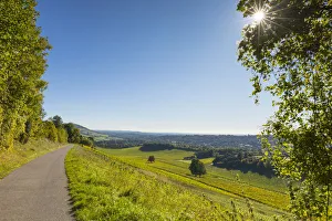 Weingut Denbies Weinberg (Größter Weinstock im Vereinigten Königreich), Norddunstweg, Dorchester, Surrey