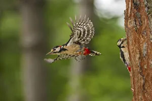 Woodpecker Species Identification Drucke: Dendrocopos major in flight