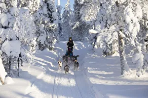 Drucke von Hundehamsterfahren im Schneebedeckten Wald von Kuusamo aus dem nördlichen Teil der Ostbottenregion des Landes Lappenlands Finnland Finnland Drucke: Hundehamstern im schneebedeckten Wald von Kuusamo in der nördlichen Region Ostbotten-Lappland Finnland
