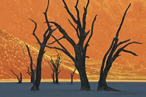 Namib Desert Landscape Drucke: Dune impression with dead trees in Dead Vlei - Namibia, Hardap, Namib