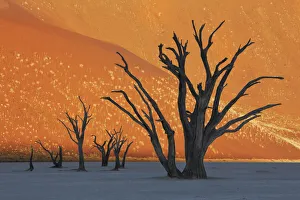 Eindruck von Dünen mit toten Bäumen im Totental - Naminia, Hartmannthal (Namibe)