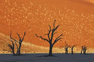 Bergimpression mit toten Bäumen im Toten See - Namibia, Hardap-Namib