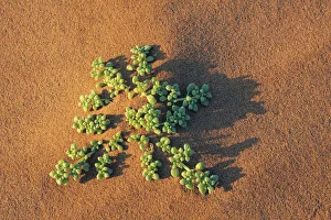Southern Africa Desert Scenery Drucke: Dune vegetation - Namibia, Hardap, Namib, Sossus Vlei - Namib Naukluft National Park