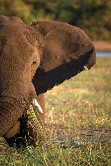 Chobe River Wildlife Drucke: Elephant, Chobe River, Botswana