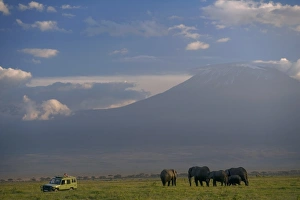 African Elephant Images Drucke: Elephant, Mt