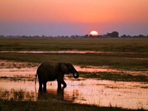 Chobe River Landscape Drucke: An elephant at sunset on the Chobe River