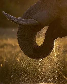 Okavango Delta Wildlife Drucke: Elephant trunk drinking, Okavango Delta, Botswana