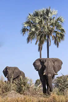 Big Five Animals Africa Drucke: Elephants, Okavango Delta, Botswana, Okavango Delta, Botswana