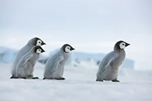 Emperor Penguin Chicks Drucke: Emperor penguin chicks in procession - Antarctica, Antarctic Peninsula, Snowhill Island