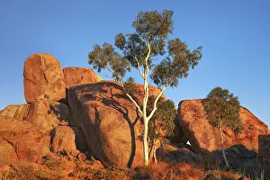 Zypressenbaum bei den Teufelssteinen - Australien, Nordterritorium, Teufelssteine