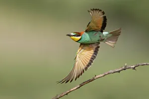 Eastern Europe Wildlife Drucke: European Bee-eater (Merops apiaster) in flight, Bratsigovo, Bulgaria