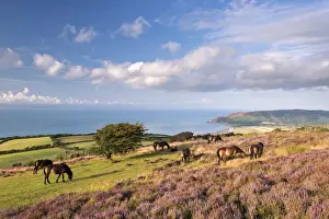 Die Exmoor-Pferde grasen auf dem mit Heide bedeckten Moorland von Porlock Common in der Grafschaft Somerset