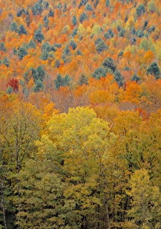 New England Fall Foliage Drucke: Fall Foliage