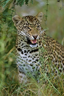 Leopard Wildlife Photography Drucke: Female Leopard