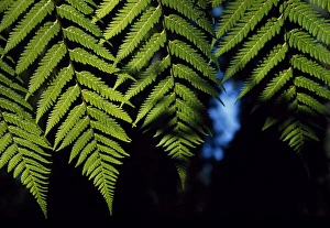 Botanical Images Drucke: Fern fronds