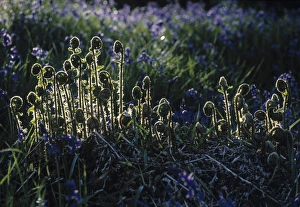 Early Spring Plants Drucke: Ferns, Spring