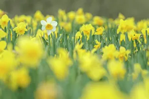 Spring Flowers In England Drucke: Field of daffodils in a Cornish field, Cornwall, England. Spring (April) 2022