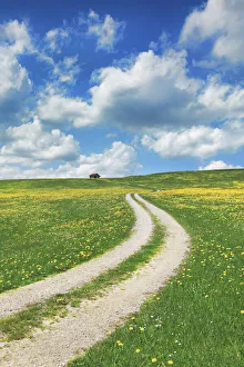 Bavarian Countryside Drucke: Field path with dandelions - Germany, Bavaria, Swabia, OstAllgau, Halblech