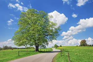 Germany Scenic Views Drucke: Field path with lime tree - Germany, Bavaria, Upper Bavaria, Weilheim-Schongau, Penzberg