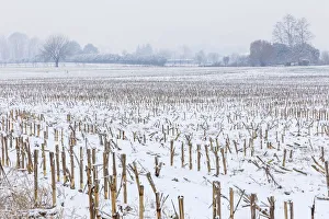 Italian Countryside Drucke: Fields of maize after a rare snowfall, Como province, Lombardy, Italy, Europe