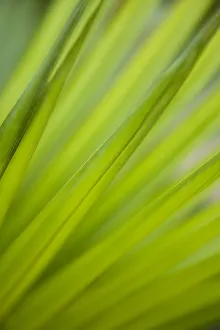 Tropical Palm Leaves Drucke: Fonds of a palm tree