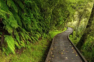 Temperate Rainforest Drucke: Footpath Through Temperate Rain Forest, Lake Matheson, South Island, New Zealand