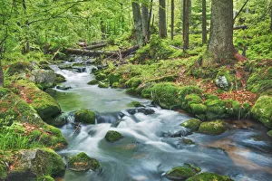 Bavaria Forest Landscape Drucke: Forest brook through beech forest - Germany, Bavaria, Lower Bavaria, Freyung-Grafenau