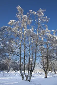 UK Winter Landscapes Drucke: Forest in snow