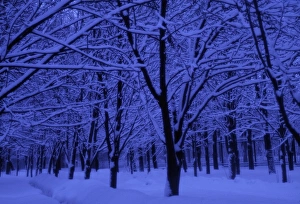 Russian Winter Scenery Drucke: Forest in winter