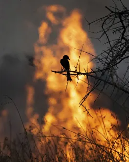 Okavango Delta UNESCO Site Drucke: Fork Tailed Drongo and bushfire, Okavango Delta, Botswana