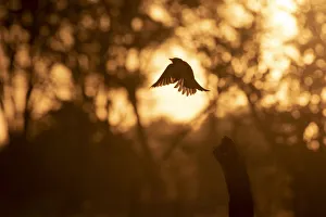UNESCO World Heritage Birds Drucke: Fork Tailed Drongo in flight, Okavango Delta, Botswana