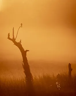 Kormschwanzdrossel am Sonnenuntergang im Okovango-Delta in Botsuana