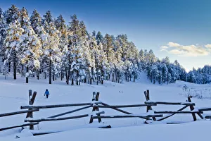 Frischer Schneedeckte Tannenbäume in Flagstaff, Arizona (USA)