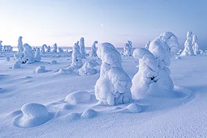 Lapland Winter Landscape Drucke: Frozen trees in deep snow after a blizzard