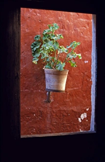 Indoor Plants Drucke: Detail of a geranium pot through a window