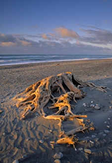 West Coast South Island Drucke: Gillespies Beach
