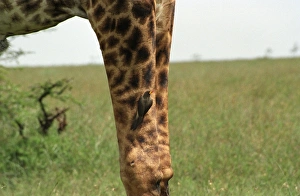 Mammal Photography Drucke: Giraffe (Giraffa camelopardalis)