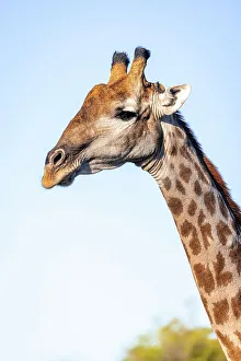 Moremi Game Reserve Animals Drucke: Giraffe, Okavango Delta, Botswana